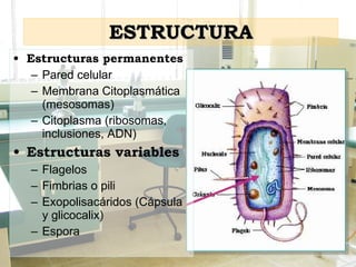 ESTRUCTURA Estructuras permanentes Pared celular Membrana Citoplasmática (mesosomas) Citoplasma (ribosomas, inclusiones, ADN) Estructuras variables Flagelos Fimbrias o pili Exopolisacáridos (Cápsula y glicocalix)  Espora 