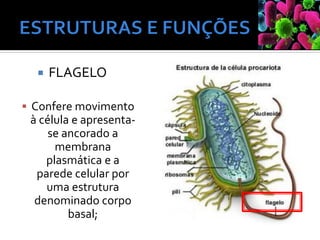 FLAGELO
▪ Confere movimento
à célula e apresenta-
se ancorado a
membrana
plasmática e a
parede celular por
uma estrutura
denominado corpo
basal;
 
