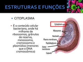  CITOPLASMA
▪ É o conteúdo celular
bacteriano, onde há
milhares de
ribossomos, grânulos
de reserva,
mesossomo,
cromossomo e
plasmídios (menores
que o DNA
cromossômico)
 
