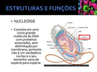  NUCLEÓIDE
▪ Consiste em uma
única grande
molécula de DNA
com proteínas
associadas, sem
delimitação por
membrana, portanto
não é um verdadeiro
núcleo e o seu
tamanho varia de
espécie para espécie.
 