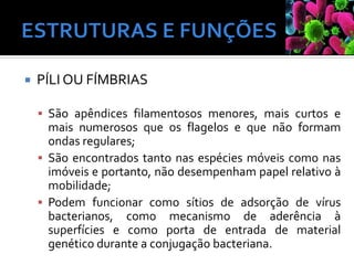  PÍLI OU FÍMBRIAS
▪ São apêndices filamentosos menores, mais curtos e
mais numerosos que os flagelos e que não formam
ondas regulares;
▪ São encontrados tanto nas espécies móveis como nas
imóveis e portanto, não desempenham papel relativo à
mobilidade;
▪ Podem funcionar como sítios de adsorção de vírus
bacterianos, como mecanismo de aderência à
superfícies e como porta de entrada de material
genético durante a conjugação bacteriana.
 