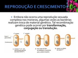  Embora não ocorra uma reprodução sexuada
complexa nos moneras, algumas vezes as bactérias
realizam troca de material genético.Tal recombinação
genética pode ocorrer por transformação,
conjugação ou transdução.
 