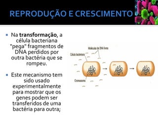  Na transformação, a
célula bacteriana
"pega" fragmentos de
DNA perdidos por
outra bactéria que se
rompeu.
 Este mecanismo tem
sido usado
experimentalmente
para mostrar que os
genes podem ser
transferidos de uma
bactéria para outra;
 