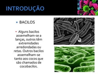  BACILOS
▪ Alguns bacilos
assemelham-se a
lanças, outros têm
extremidades
arredondadas ou
retas. Outros bacilos
assemelham-se
tanto aos cocos que
são chamados de
cocobacilos.
 