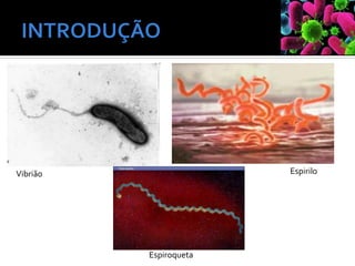 Vibrião Espirilo
Espiroqueta
 