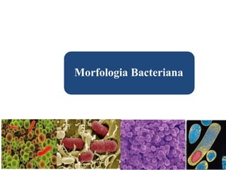 Morfologia Bacteriana
 