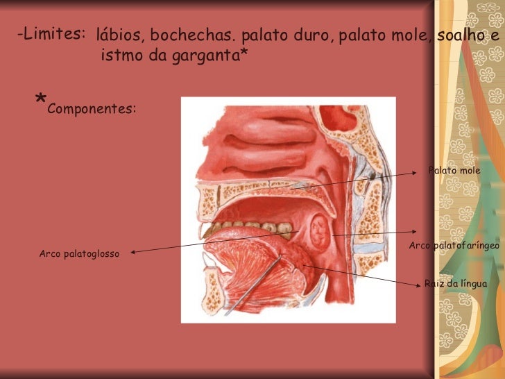 Morfologia Cabeça e Pescoço Morfologia Cabeça e Pescoço