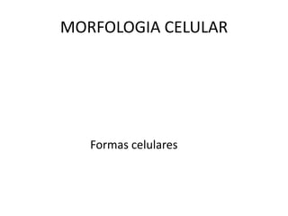 MORFOLOGIA CELULAR
Formas celulares
 