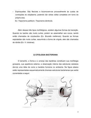 - Espiroquetas: São flexíveis e locomovem-se provavelmente às custas de 
contrações do citoplasma, podendo dar várias voltas completas em torno do 
próprio eixo. 
Ex: Treponema pallidum, Treponema denticola. 
Além desses três tipos morfológicos, existem algumas formas de transição. 
Quando os bacilos são muito curtos, podem se assemelhar aos cocos, sendo 
então chamados de cocobacilos (Ex: Brucella melitensis). Quando as formas 
espiraladas são muito curtas, assumindo a forma de vírgula, eles são chamados 
de vibrião (Ex: V. cholerae). 
3 
2) CITOLOGIA BACTERIANA 
O tamanho, a forma e o arranjo das bactérias constituem sua morfologia 
grosseira, sua aparência externa; a observação interna das estruturas celulares 
dá-nos uma idéia de como a bactéria funciona no ambiente. Na figura abaixo 
estão representadas esquematicamente diversas estruturas bacterianas que serão 
comentadas a seguir: 
 