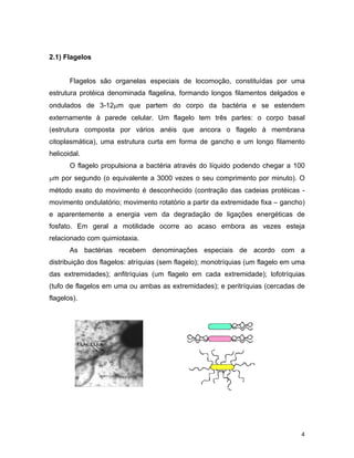4 
2.1) Flagelos 
Flagelos são organelas especiais de locomoção, constituídas por uma 
estrutura protéica denominada flagelina, formando longos filamentos delgados e 
ondulados de 3-12μm que partem do corpo da bactéria e se estendem 
externamente à parede celular. Um flagelo tem três partes: o corpo basal 
(estrutura composta por vários anéis que ancora o flagelo à membrana 
citoplasmática), uma estrutura curta em forma de gancho e um longo filamento 
helicoidal. 
O flagelo propulsiona a bactéria através do líquido podendo chegar a 100 
μm por segundo (o equivalente a 3000 vezes o seu comprimento por minuto). O 
método exato do movimento é desconhecido (contração das cadeias protéicas - 
movimento ondulatório; movimento rotatório a partir da extremidade fixa – gancho) 
e aparentemente a energia vem da degradação de ligações energéticas de 
fosfato. Em geral a motilidade ocorre ao acaso embora as vezes esteja 
relacionado com quimiotaxia. 
As bactérias recebem denominações especiais de acordo com a 
distribuição dos flagelos: atríquias (sem flagelo); monotríquias (um flagelo em uma 
das extremidades); anfitríquias (um flagelo em cada extremidade); lofotríquias 
(tufo de flagelos em uma ou ambas as extremidades); e peritríquias (cercadas de 
flagelos). 
 