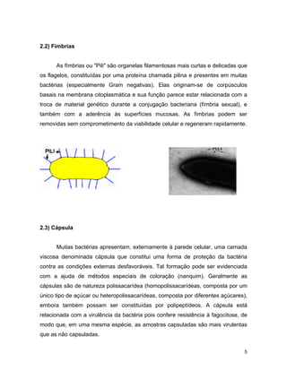 5 
2.2) Fímbrias 
As fímbrias ou "Pili" são organelas filamentosas mais curtas e delicadas que 
os flagelos, constituídas por uma proteína chamada pilina e presentes em muitas 
bactérias (especialmente Gram negativas). Elas originam-se de corpúsculos 
basais na membrana citoplasmática e sua função parece estar relacionada com a 
troca de material genético durante a conjugação bacteriana (fímbria sexual), e 
também com a aderência às superfícies mucosas. As fímbrias podem ser 
removidas sem comprometimento da viabilidade celular e regeneram rapidamente. 
2.3) Cápsula 
Muitas bactérias apresentam, externamente à parede celular, uma camada 
viscosa denominada cápsula que constitui uma forma de proteção da bactéria 
contra as condições externas desfavoráveis. Tal formação pode ser evidenciada 
com a ajuda de métodos especiais de coloração (nanquim). Geralmente as 
cápsulas são de natureza polissacarídea (homopolissacarídeas, composta por um 
único tipo de açúcar ou heteropolissacarídeas, composta por diferentes açúcares), 
embora também possam ser constituídas por polipeptídeos. A cápsula está 
relacionada com a virulência da bactéria pois confere resistência à fagocitose, de 
modo que, em uma mesma espécie, as amostras capsuladas são mais virulentas 
que as não capsuladas. 
 