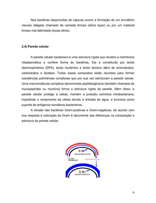 Nas bactérias desprovidas de cápsula ocorre a formação de um envoltório 
viscoso delgado chamado de camada limosa (slime layer) ou por um material 
limoso mal delimitado (loose slime). 
6 
2.4) Parede celular 
A parede celular bacteriana é uma estrutura rígida que recobre a membrana 
citoplasmática e confere forma às bactérias. Ela é constituída por ácido 
diaminopimérico (DPA), ácido murâmico e ácido teicóico além de aminoácidos, 
carboidratos e lipídeos. Todos esses compostos estão reunidos para formar 
substâncias poliméricas complexas que por sua vez estruturam a parede celular. 
Uma macromolécula complexa denominada peptideoglicana (também chamada de 
mucopeptídeo ou mureína) forma a estrutura rígida da parede. Além disso, a 
parede celular protege a célula, mantém a pressão osmótica intrabacteriana, 
impedindo o rompimento da célula devido à entrada de água, e funciona como 
suporte de antígenos somáticos bacterianos. 
A divisão das bactérias Gram-positivas e Gram-negativas, de acordo com 
sua resposta à coloração de Gram é decorrente das diferenças na composição e 
estrutura da parede celular. 
 