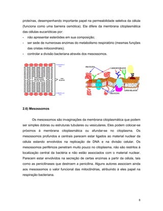 proteínas, desempenhando importante papel na permeabilidade seletiva da célula 
(funciona como uma barreira osmótica). Ela difere da membrana citoplasmática 
das células eucarióticas por: 
- não apresentar esteróides em sua composição; 
- ser sede de numerosas enzimas do metabolismo respiratório (mesmas funções 
8 
das cristas mitocondriais); 
- controlar a divisão bacteriana através dos mesossomos. 
2.6) Mesossomos 
Os mesossomos são invaginações da membrana citoplasmática que podem 
ser simples dobras ou estruturas tubulares ou vesiculares. Eles podem colocar-se 
próximos à membrana citoplasmática ou afundar-se no citoplasma. Os 
mesossomos profundos e centrais parecem estar ligados ao material nuclear da 
célula estando envolvidos na replicação de DNA e na divisão celular. Os 
mesossomos periféricos penetram muito pouco no citoplasma, não são restritos à 
localização central da bactéria e não estão associados com o material nuclear. 
Parecem estar envolvidos na secreção de certas enzimas a partir da célula, tais 
como as penicilinases que destroem a penicilina. Alguns autores associam ainda 
aos mesossomos o valor funcional das mitocôndrias, atribuindo à eles papel na 
respiração bacteriana. 
 