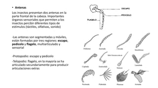 • Antenas
Los insectos presentan dos antenas en la
parte frontal de la cabeza. Importantes
órganos sensoriales que permiten a los
insectos percibir diferentes tipos de
estímulos (táctiles, olfativas, sonido)
-Las antenas son segmentadas y móviles,
están formadas por tres regiones: escapo,
pedicelo y flagelo, multiarticulado y
sensorial
-Protopodio: escapo y pedicelo
-Telopodio: flagelo, en la mayoría se ha
articulado secundariamente para producir
articulaciones extras
 