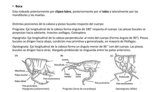 • Boca
Esta rodeada anteriormente por clípeo-labro, posteriormente por el labio y lateralmente por las
mandíbulas y las maxilas.
Distintas posiciones de la cabeza y piezas bucales respecto del cuerpo:
Prognata: Eje longitudinal de la cabeza forma ángulo de 180° respecto el cuerpo. Las piezas bucales se
proyectan hacia adelante. Insectos zoófagos, Coleoptera
Hipognata: Eje longitudinal de la cabeza perpendicular al resto del cuerpo (Forma ángulo de 90°). Piezas
bucales se dirigen hacia abajo, condición mas primitiva y generalizada, en mayoría de fitófagos.
Opistognata: Eje longitudinal de la cabeza forma un ángulo menor de 90 ° con del cuerpo. Las piezas
bucales se dirigen hacia atrás. Alargada probóscide se resguarda entre las patas anteriores.
Hipognata (saltamontes) Prognata (larva de escarabajo) Opistognata (áfido)
 