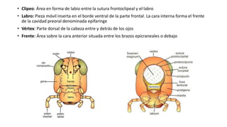 • Clipeo: Área en forma de labio entre la sutura frontoclipeal y el labro
• Labro: Pieza móvil inserta en el borde ventral de la parte frontal. La cara interna forma el frente
de la cavidad preoral denominada epifaringe
• Vértex: Parte dorsal de la cabeza entre y detrás de los ojos
• Frente: Área sobre la cara anterior situada entre los brazos epicraneales o debajo
 
