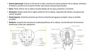 • Sutura epicraneal: Sutura en forma de Y, tallo comienza en parte posterior de la cabeza, atraviesa
el vértex y se bifurca en la parte frontal. Epicraneal y brazos epicraneales
• Gena: Parte inferior de la cabeza situada debajo de los ojos y posterior a la frente
• Occipucio: Mayor parte de la región posterior de la cabeza. Separado del vértex y las genas por
sutura occipital
• Postoccipucio: Esclerito estrecho que forma el borde del agujero occipital. Lleva el cóndilo
occipital
• Tentorio: conjunto de estructuras endoesqueléticas de la cabeza, constituido por formaciones
tendinosas o bien por apodemas
 