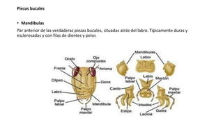 Piezas bucales
• Mandíbulas
Par anterior de las verdaderas piezas bucales, situadas atrás del labro. Típicamente duras y
esclerosadas y con filas de dientes y pelos
 