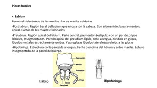 Piezas bucales
• Labium
Forma el labio detrás de las maxilas. Par de maxilas soldadas.
-Post labium. Region basal del labium que encaja con la cabeza. Con submentón, basal y mentón,
apical. Cardos de las maxilas fusionados
-Prelabium. Región apical del labium. Parte central, prementón (estípula) con un par de palpos
labiales, trisegmentados. Porción apical del prelabium lígula, símil a lengua, dividida en glosas,
lóbulos mesiales estrechamente unidos. Y paraglosas lóbulos laterales paralelos a las glosas
-Hipofaringe. Estructura corta parecida a lengua, frente o encima del labium y entre maxilas. Lobulo
insegmentado de la pared del cuerpo.
 