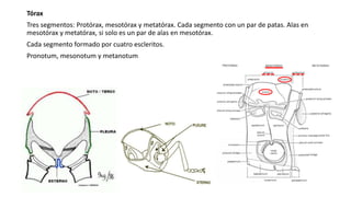 Tórax
Tres segmentos: Protórax, mesotórax y metatórax. Cada segmento con un par de patas. Alas en
mesotórax y metatórax, si solo es un par de alas en mesotórax.
Cada segmento formado por cuatro escleritos.
Pronotum, mesonotum y metanotum
 