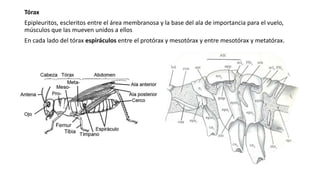 Tórax
Epipleuritos, escleritos entre el área membranosa y la base del ala de importancia para el vuelo,
músculos que las mueven unidos a ellos
En cada lado del tórax espiráculos entre el protórax y mesotórax y entre mesotórax y metatórax.
 
