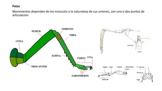 Patas
Movimientos dependen de los músculos y la naturaleza de sus uniones, con uno o dos puntos de
articulación
arolia
pretarso
 