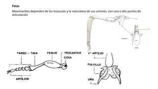 Patas
Movimientos dependen de los músculos y la naturaleza de sus uniones, con uno o dos puntos de
articulación
arolia
pretarso
 