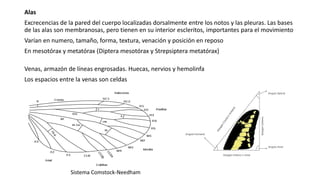 Alas
Excrecencias de la pared del cuerpo localizadas dorsalmente entre los notos y las pleuras. Las bases
de las alas son membranosas, pero tienen en su interior escleritos, importantes para el movimiento
Varían en numero, tamaño, forma, textura, venación y posición en reposo
En mesotórax y metatórax (Diptera mesotórax y Strepsiptera metatórax)
Venas, armazón de líneas engrosadas. Huecas, nervios y hemolinfa
Los espacios entre la venas son celdas
Sistema Comstock-Needham
 