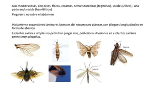 Alas membranosas, con pelos, flecos, escamas, semiendurecidas (tegminas), sólidas (élitros), una
parte endurecida (hemiélitros)
Plegarse o no sobre el abdomen
Inicialmente expansiones laminares laterales del notum para planear, con pliegues longitudinales en
forma de abanico
Escleritos axilares simples no permitían plegar alas, posteriores divisiones en escleritos axilares
permitieron plegarlas.
Halterio
Tegmina
 