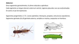 Abdomen
Once segmentos generalmente, el ultimo reducido a apéndices
Cada segmento un tergum dorsal y esternum ventral, regiones pleurales rara vez esclerotizadas
En varios un par de espiráculos
Segmentos pregenitales ( 1-7) a veces apéndices. Branquias, propatas, estructuras copulatorias
Segmentos genitales (8 y 9) genitalia externa, variable en machos, ovopositor en hembras
 