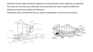 Apéndices finales surgen del décimo segmento (si esta presente), cercos, epiprocto y paraproctos
Cercos par de estructuras que sobresalen de la parte dorsal del último segmento adbominal
Epiprocto arriba del ano, puede ser filamentoso
Paraproctos latero ventralmente del ano, lóbulos redondeados u otras formas o ausentes
 