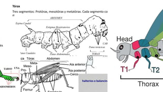 Tórax
Tres segmentos: Protórax, mesotórax y metatórax. Cada segmento con un par de patas y alas en
mesotórax y metatórax, si solo es un par de alas en mesotórax.
halterios o balancines
 