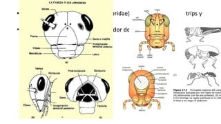 • Chinches del género Orius (Anthocoridae) que se alimentan de trips y
ácaro Tetranychus
• Anthocoris (Anthocoridae) depredador de ácaros, pulgones presentes
en árboles frutales
 