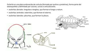 Esclerito es una placa endurecida de cutícula (formada por quitina y proteínas), forma parte del
exoesqueleto y delimitada por suturas, surcos o articulaciones.
• escleritos dorsales: terguitos o tergitos, que forman el tergo o notum.
• escleritos ventrales: esternitos, que forman el esterno.
• escleritos laterales: pleuritos, que forman la pleura.
 