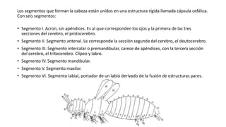 Los segmentos que forman la cabeza están unidos en una estructura rígida llamada cápsula cefálica.
Con seis segmentos:
• Segmento I. Acron, sin apéndices. Es al que corresponden los ojos y la primera de las tres
secciones del cerebro, el protocerebro.
• Segmento II. Segmento antenal. Le corresponde la sección segunda del cerebro, el deutocerebro.
• Segmento III. Segmento intercalar o premandibular, carece de apéndices, con la tercera sección
del cerebro, el tritocerebro. Clípeo y labro.
• Segmento IV. Segmento mandibular.
• Segmento V. Segmento maxilar.
• Segmento VI. Segmento labial, portador de un labio derivado de la fusión de estructuras pares.
 