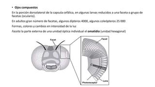 • Ojos compuestos
En la porción dorsolateral de la capsula cefálica, en algunas larvas reducidos a una faceta o grupo de
facetas (oculario).
En adultos gran número de facetas, algunos dípteros 4000, algunos coleópteros 25 000
Formas, colores y cambios en intensidad de la luz
Faceta la parte externa de una unidad óptica individual el omatidio (unidad hexagonal)
 