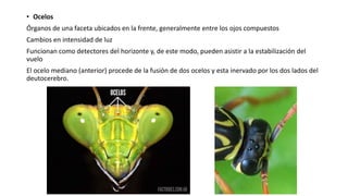 • Ocelos
Órganos de una faceta ubicados en la frente, generalmente entre los ojos compuestos
Cambios en intensidad de luz
Funcionan como detectores del horizonte y, de este modo, pueden asistir a la estabilización del
vuelo
El ocelo mediano (anterior) procede de la fusión de dos ocelos y esta inervado por los dos lados del
deutocerebro.
 