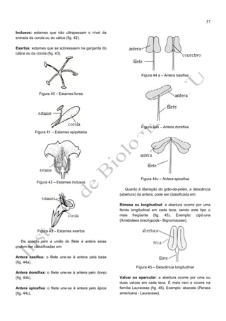37
Inclusos: estames que não ultrapassam o nível da
entrada da corola ou do cálice (fig. 42).
Exertos: estames que se sobressaem na garganta do
cálice ou da corola (fig. 43).

Figura 44 a – Antera basifixa

Figura 40 – Estames livres

Figura 44b – Antera dorsifixa
Figura 41 – Estames epipétalos

Figura 42 – Estames inclusos

Figura 44c – Antera apicefixa
Quanto à liberação do grão-de-pólen, a deiscência
(abertura) da antera, pode ser classificada em:
Rimosa ou longitudinal: a abertura ocorre por uma
fenda longitudinal em cada teca, sendo este tipo o
mais freqüente (fig. 45). Exemplo: cipó-una
(Arrabidaea brachypoda - Bignoniaceae).

Figura 43 – Estames exertos
De acordo com a união do filete à antera estas
podem ser classificadas em:
Antera basifixa: o filete une-se à antera pela base
(fig. 44a).
Figura 45 – Deiscência longitudinal
Antera dorsifixa: o filete une-se à antera pelo dorso
(fig. 44b).
Antera apicefixa: o filete une-se à antera pelo ápice
(fig. 44c).

Valvar ou opercular: a abertura ocorre por uma ou
duas valvas em cada teca. É mais raro e ocorre na
família Lauraceae (fig. 46). Exemplo: abacate (Persea
americana - Lauraceae).

 