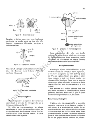 38

Figura 46 – Deiscência valvar
Poricida: a abertura ocorre por poros localizados
geralmente na porção apical da teca (fig. 47).
Exemplo: quaresmeira (Tibouchina granulosa Melastomataceae).
Figura 49 – Esquema de microsporogênese
Cada microsporócito (2n) sofre uma divisão
meiótica (R), originando uma tétrade de micrósporos
(n). Cada micrósporo da tétrade apresenta a metade
do número de cromossomos da espécie (número
haplóide ou n) e dá origem a um grão de pólen.
Figura 47 – Deiscência poricida
Transversal: ocorre por uma fenda transversal na teca
(fig. 48). Exemplo: manta-de-dama (Alchemilla
xanthoclor - Rosaceae).

Figura 48 – Deiscência transversal

Microgametogênese
O micrósporo (n) sofre uma divisão mitótica da qual
resultam duas células: uma célula menor, a geradora,
e uma maior, a vegetativa (ou célula do tubo). Cerca
de 70% das espécies liberam seus grãos de pólen
nesse estágio, e cada um desses constitui um
microgametófito binucleado. Neste caso, a segunda
mitose ocorre após a polinização, no estigma da planta
receptora do pólen, antes do desenvolvimento do tubo
polínico.
Nos restantes 30%, a célula geradora sofre uma
nova mitose, resultando na formação dos dois núcleos
gaméticos masculinos. Nesse caso, o grão de pólen
constitui o microgametófito maduro, trinucleado.

Microsporogênese
Estrutura do grão de pólen
Microsporogênese é a seqüência de eventos que
ocorre desde a formação dos microsporócitos até a
tétrade de micrósporos (fig. 49).
No início da microsporogênese, as células
esporógenas do interior do saco polínico, podem dar
origem diretamente às células-mãe do grão de pólen
(microsporócito), sofrer algumas divisões, ou parte
destas também pode degenerar.

O grão de pólen é o microgametófito ou gametófito
masculino e apresenta formas bastante variadas. A
mais comum é a arredondada ou ovóide, de cor
amarela e algumas vezes avermelhada. Encontram-se
normalmente livres nos sacos polínicos, sendo esses
grãos denominados mônades. Em algumas famílias os
grãos de pólen permanecem em tétrades que podem
se unir em grupos maiores formando as políades.

 