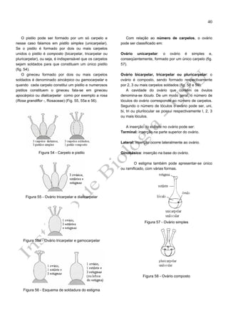 40

O pistilo pode ser formado por um só carpelo e
nesse caso falamos em pistilo simples (unicarpelar).
Se o pistilo é formado por dois ou mais carpelos
unidos o pistilo é composto (bicarpelar, tricarpelar ou
pluricarpelar), ou seja, é indispensável que os carpelos
sejam soldados para que constituam um único pistilo
(fig. 54).
O gineceu formado por dois ou mais carpelos
soldados é denominado sincárpico ou gamocarpelar e
quando cada carpelo constitui um pistilo e numerosos
pistilos constituem o gineceu fala-se em gineceu
apocárpico ou dialicarpelar como por exemplo a rosa
(Rosa grandiflor -, Rosaceae) (Fig. 55, 55a e 56).

Com relação ao número de carpelos, o ovário
pode ser classificado em:
Ovário unicarpelar: o ovário é simples e,
conseqüentemente, formado por um único carpelo (fig.
57).
Ovário bicarpelar, tricarpelar ou pluricarpelar: o
ovário é composto, sendo formado respectivamente
por 2, 3 ou mais carpelos soldados (fig. 58 e 59).
A cavidade do ovário que contém os óvulos
denomina-se lóculo. De um modo geral, o número de
lóculos do ovário corresponde ao número de carpelos.
Segundo o número de lóculos o ovário pode ser, uni,
bi, tri ou plurilocular se possui respectivamente l, 2, 3
ou mais lóculos.
A inserção do estilete no ovário pode ser:
Terminal: inserção na parte superior do ovário.
Lateral: inserção ocorre lateralmente ao ovário.

Figura 54 - Carpelo e pistilo

Ginobásico: inserção na base do ovário.
O estigma também pode apresentar-se único
ou ramificado, com várias formas.

Figura 55 - Ovário tricarpelar e dialicarpelar

Figura 57 - Ovário simples

Figura 55a - Ovário tricarpelar e gamocarpelar

Figura 58 - Ovário composto

Figura 56 - Esquema de soldadura do estigma

 