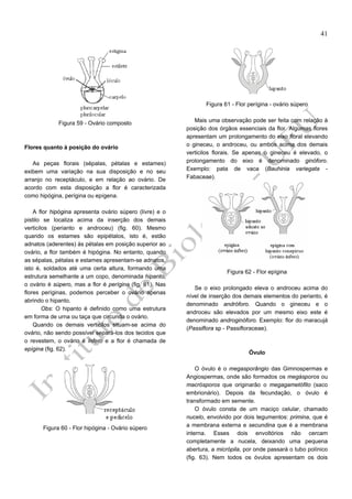41

Figura 61 - Flor perígina - ovário súpero
Figura 59 - Ovário composto

Flores quanto à posição do ovário
As peças florais (sépalas, pétalas e estames)
exibem uma variação na sua disposição e no seu
arranjo no receptáculo, e em relação ao ovário. De
acordo com esta disposição a flor é caracterizada
como hipógina, perígina ou epígena.
A flor hipógina apresenta ovário súpero (livre) e o
pistilo se localiza acima da inserção dos demais
verticilos (perianto e androceu) (fig. 60). Mesmo
quando os estames são epipétalos, isto é, estão
adnatos (aderentes) às pétalas em posição superior ao
ovário, a flor também é hipógina. No entanto, quando
as sépalas, pétalas e estames apresentam-se adnatos,
isto é, soldados até uma certa altura, formando uma
estrutura semelhante a um copo, denominada hipanto,
o ovário é súpero, mas a flor é perígina (fig. 61). Nas
flores períginas, podemos perceber o ovário apenas
abrindo o hipanto.
Obs: O hipanto é definido como uma estrutura
em forma de urna ou taça que circunda o ovário.
Quando os demais verticilos situam-se acima do
ovário, não sendo possível separá-los dos tecidos que
o revestem, o ovário é ínfero e a flor é chamada de
epígina (fig. 62).

Figura 60 - Flor hipógina - Ovário súpero

Mais uma observação pode ser feita com relação à
posição dos órgãos essenciais da flor. Algumas flores
apresentam um prolongamento do eixo floral elevando
o gineceu, o androceu, ou ambos acima dos demais
verticilos florais. Se apenas o gineceu é elevado, o
prolongamento do eixo é denominado ginóforo.
Exemplo: pata de vaca (Bauhinia variegata Fabaceae).

Figura 62 - Flor epígina
Se o eixo prolongado eleva o androceu acima do
nível de inserção dos demais elementos do perianto, é
denominado andróforo. Quando o gineceu e o
androceu são elevados por um mesmo eixo este é
denominado androginóforo. Exemplo: flor do maracujá
(Passiflora sp - Passifloraceae).

Óvulo
O óvulo é o megasporângio das Gimnospermas e
Angiospermas, onde são formados os megásporos ou
macrósporos que originarão o megagametófito (saco
embrionário). Depois da fecundação, o óvulo é
transformado em semente.
O óvulo consta de um maciço celular, chamado
nucelo, envolvido por dois tegumentos: primina, que é
a membrana externa e secundina que é a membrana
interna. Esses dois envoltórios não cercam
completamente a nucela, deixando uma pequena
abertura, a micrópila, por onde passará o tubo polínico
(fig. 63). Nem todos os óvulos apresentam os dois

 