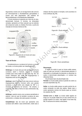 42
tegumentos; óvulos com um só tegumento são comuns
em Gimnospermas e Dicotiledôneas gamopétalas e
óvulos com dois tegumentos, são próprios de
Monocotiledôneas e Dicotiledôneas dialipétalas.
O óvulo prende-se à placenta por meio de um eixo,
denominado funículo. O funículo, de dimensões
variadas, apresenta um feixe vascular que se estende
até a base da nucela, ou chalaza. No óvulo, o ponto de
inserção do funículo chama-se hilo.

chalaza não fica oposto à micrópila, como acontece no
óvulo anátropo (fig. 66).

Figura 64 - Óvulo ortótropo

Figura 65 - Óvulo anátropo

Figura 63 - Esquema de um óvulo com seus
envoltórios
Tipos de Óvulos
Figura 66 - Óvulo campilótropo
Considerando-se a curvatura do funículo e a torsão
da nucela, os óvulos podem ser classificados em:
Ortótropo: é o óvulo reto que não apresenta nenhuma
curvatura; assim o funículo, chalaza e micrópila
(voltada para cima) estão em linha reta (fig. 64). Os
óvulos ortótropos são raros em Angiospermas e
freqüentes entre as Gimnospermas.
Anátropo: este é o tipo de óvulo mais comum entre as
Angiospermas. Nele o funículo sofre uma grande
curvatura, o óvulo sofre uma rotação de 180° e a
micrópila se aproxima do funículo. No entanto, a
curvatura não afeta a forma do saco embrionário (fig.
65).
Anfítropo: quando ocorre uma curvatura semelhante à
anterior, mas em que há também curvatura do saco
embrionário; a chalaza não está oposta à micrópila.
Campilótropo: tipo de óvulo que apresenta uma
curvatura sem afetar o saco embrionário, neste caso a

Placentação
A região do ovário à qual os óvulos estão presos,
cada um pelo seu funículo, é denominada placenta. A
disposição ou localização da placenta ou placentas no
ovário é denominada placentação, e é variável nas
diferentes flores.
Os principais tipos de placentação são:
Parietal: os óvulos estão presos à parede do ovário ou
as suas expansões (fig. 67).
Axilar: os óvulos estão presos na parte central de um
ovário composto na axila dos septos. Neste caso o
ovário apresenta número de lóculos igual ao número
de carpelos (fig. 68).
Central Livre ou Axial: os óvulos estão ligados ao
longo (ou na porção distal) de um eixo central livre na
porção superior do ovário, mas ligado à sua base (fig.
69). É exclusiva de ovários uniloculares.

 