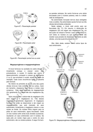 43

Figura 67 - Placentação parietal

Figura 68 - Placentação axilar

se paredes celulares. No centro forma-se uma célula
binucleada (com 2 núcleos polares); esta é a célulamãe do endosperma.
Na extremidade micropilar tem-se duas sinérgides
mais a oosfera. Na extremidade oposta formam-se três
células denominadas antípodas.
Neste estágio, o óvulo está pronto para ser
fecundado (fig. 71). Em resumo, a célula-mãe do
megásporo (2n) dá origem aos megásporos (n), um
dos quais vai crescer e formar o saco embrionário (n),
com todos os núcleos (n) que posteriormente vão
receber suas porções de citoplasma, formando as sete
células, uma das quais binucleada (n+n).
Obs: Além deste, existem vários outros tipos de
saco embrionário.

Figura 69 - Placentação central livre ou axial

Megasporogênese e megagametogênese
O óvulo forma-se na cavidade do ovário (lóculo) e
inicialmente começa
a
crescer
como
uma
protuberância, o nucelo. À medida que ocorre o
desenvolvimento, começam a crescer os tegumentos
(1 ou 2), que envolvem o nucelo, exceto na região da
micrópila. Cada óvulo encontra-se ligado à placenta
pelo funículo.
No interior do primórdio do óvulo, uma das quatro
células torna-se mais evidente que as outras, maior
em tamanho, citoplasma mais denso e núcleo mais
conspícuo. Esta célula chamada de megasporócito
(2n) geralmente é a célula-mãe dos megásporos (fig.
70).
Após uma meiose a célula-mãe do megásporo (2n)
dará origem a 4 megásporos (n). Três desses
megásporos geralmente degeneram. O megásporo
funcional vai então se desenvolver e dar origem ao
megagametófito, que será chamado de saco
embrionário. Inicialmente o megásporo cresce e o seu
núcleo se divide. Os núcleos filhos migram para os
pólos do saco embrionário, agora binucleado. Cada
um dos núcleos sofre ainda duas divisões sucessivas,
resultando um saco embrionário com 8 núcleos. De
cada pólo um núcleo migra para o centro do saco
embrionário; são os núcleos polares. A seguir formam-

Figura 70 - Megasporogênese e Megagametogênese

 