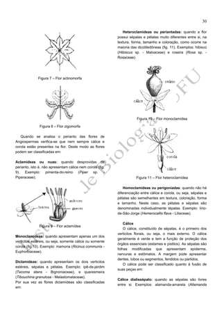 30
Heteroclamídeas ou periantadas: quando a flor
possui sépalas e pétalas muito diferentes entre si, na
textura, forma, tamanho e coloração, como ocorre na
maioria das dicotiledôneas (fig. 11). Exemplos: hibisco
(Hibiscus sp. - Malvaceae) e roseira (Rosa sp. Rosaceae).

Figura 7 – Flor actinomorfa

Figura 10 – Flor monoclamídea
Figura 8 – Flor zigomorfa
Quando se analisa o perianto das flores de
Angiospermas verifica-se que nem sempre cálice e
corola estão presentes na flor. Deste modo as flores
podem ser classificadas em:
Aclamídeas ou nuas: quando desprovidas de
perianto, isto é, não apresentam cálice nem corola (fig.
9). Exemplo: pimenta-do-reino (Piper sp. Piperaceae).

Figura 11 – Flor heteroclamídea
Homoclamídeas ou perigoniadas: quando não há
diferenciação entre cálice e corola, ou seja, sépalas e
pétalas são semelhantes em textura, coloração, forma
e tamanho. Neste caso, as pétalas e sépalas são
denominadas individualmente tépalas. Exemplo: líriode-São-Jorge (Hemerocallis flava - Liliaceae).

Figura 9 – Flor aclamídea
Monoclamídeas: quando apresentam apenas um dos
verticilos estéreis, ou seja, somente cálice ou somente
corola (fig.10). Exemplo: mamona (Ricinus communis Euphorbiaceae).
Diclamídeas: quando apresentam os dois verticilos
estéreis, sépalas e pétalas. Exemplo: ipê-de-jardim
(Tecoma stans - Bignoniaceae), e quaresmeira
(Tibouchina granulosa - Melastomataceae).
Por sua vez as flores diclamídeas são classificadas
em:

Cálice
O cálice, constituído de sépalas, é o primeiro dos
verticilos florais, ou seja, o mais externo. O cálice
geralmente é verde e tem a função de proteção dos
órgãos essenciais (estames e pistilos). As sépalas são
folhas modificadas que apresentam epiderme,
nervuras e estômatos. A margem pode apresentar
dentes, lobos ou segmentos, fendidos ou partidos.
O cálice pode ser classificado quanto à fusão de
suas peças em:
Cálice dialissépalo: quando as sépalas são livres
entre si. Exemplos: alamanda-amarela (Allamanda

 