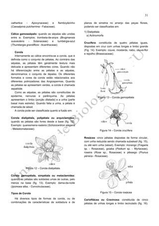 31
cathartica
Apocynaceae)
e
(Caesalpinia pulcherrima - Fabaceae).

flamboyãzinho

Cálice gamossépalo: quando as sépalas são unidas
entre si. Exemplos: trombeta-de-anjos (Brugmansia
suaveolens
Solanaceae)
e
tumbérgia-azul
(Thumbergia grandiflora - Acanthaceae).
Corola
Internamente ao cálice encontra-se a corola, que é
definida como o conjunto de pétalas. Ao contrário das
sépalas, as pétalas têm geralmente textura mais
delicada e apresentam diferentes cores. Quando não
há diferenciação entre as pétalas e as sépalas,
denominamos o conjunto de tépalas. Os diferentes
formatos e cores da corola estão relacionados aos
diferentes polinizadores das Angiospermas. Quando
as pétalas se apresentam verdes, a corola é chamada
sepalóide.
Como as sépalas, as pétalas são constituídas de
epiderme, nervuras e parênquima. As pétalas
apresentam o limbo (porção dilatada) e a unha (parte
basal mais estreita). Quando falta a unha, a pétala é
chamada de séssil.
A corola pode ser classificada quanto a fusão em:
Corola dialipétala, polipétala ou arquiclamídea:
quando as pétalas são livres desde a base (fig. 12).
Exemplo: quaresmeira-rasteira (Schizocentron elegans
- Melastomataceae).

planos de simetria no arranjo das peças florais,
podendo ser classificadas em:
1) Dialipétala
a) Actinomorfa
Crucífera: constituída de quatro pétalas iguais,
dispostas em cruz com unhas longas e limbo grande
(Fig. 14). Exemplo: couve, mostarda, nabo, couve-flor
e repolho (Brassicaceae).

Figura 13 – Corola gamopétala

Figura 14 – Corola crucífera
Rosácea: cinco pétalas dispostas de forma circular,
com unha reduzida sendo chamada subséssil (fig. 15),
ou até sem unha (séssil). Exemplo: morango (Fragaria
sp. - Rosaceae), goiaba (Psidium sp. - Myrtaceae),
roseira (Rosa sp., Rosaceae) e pêssego (Prunus
pérsica - Rosaceae).

Figura 12 – Corola dialipétala
Corola gamopétala, simpétala ou metaclamídea:
quando as pétalas são soldadas umas às outras, pelo
menos na base (fig. 13). Exemplo: dama-da-noite
(Ipomoea alba, - Convolvulaceae).
Tipos de Corola
Há diversos tipos de formas da corola, ou de
combinações de características de soldadura e de

Figura 15 – Corola rosácea
Cariofilácea ou Cravinosa: constituída de cinco
pétalas de unhas longas e limbo lacinulado (fig. 16).

 