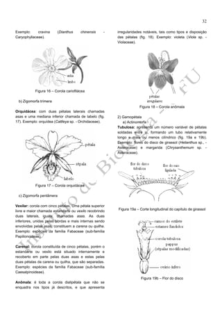 32
Exemplo:
cravina
Caryophyllaceae).

(Dianthus

chinensis

-

irregularidades notáveis, tais como tipos e disposição
das pétalas (fig. 18). Exemplo: violeta (Viola sp. Violaceae).

Figura 16 – Corola cariofilácea
b) Zigomorfa trímera
Figura 18 – Corola anômala
Orquidácea: com duas pétalas laterais chamadas
asas e uma mediana inferior chamada de labelo (fig.
17). Exemplo: orquídea (Cattleya sp. - Orchidaceae).

2) Gamopétala
a) Actinomorfa
Tubulosa: apresenta um número variável de pétalas
soldadas entre si, formando um tubo relativamente
longo e mais ou menos cilíndrico (fig. 19a e 19b).
Exemplo: flores do disco de girassol (Helianthus sp., Asteraceae) e margarida (Chrysanthemum sp. Asteraceae).

Figura 17 – Corola orquidácea
c) Zigomorfa pentâmera
Vexilar: corola com cinco pétalas. Uma pétala superior
livre e maior chamada estandarte ou vexilo recobrindo
duas laterais, iguais, chamadas asas. As duas
inferiores, unidas pelas bordas e mais internas sendo
envolvidas pelas asas, constituem a carena ou quilha.
Exemplo: espécies da família Fabaceae (sub-família
Papilionoideae).

Figura 19a – Corte longitudinal do capítulo de girassol

Carenal: corola constituída de cinco pétalas, porém o
estandarte ou vexilo está situado internamente e
recoberto em parte pelas duas asas e estas pelas
duas pétalas da carena ou quilha, que são separadas.
Exemplo: espécies da família Fabaceae (sub-família
Caesalpinoideae).
Figura 19b – Flor do disco
Anômala: é toda a corola dialipétala que não se
enquadra nos tipos já descritos, e que apresenta

 