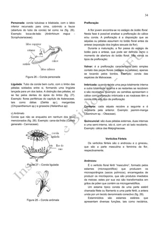 34
Personada: corola tubulosa e bilabiada, com o lábio
inferior recurvado para cima, cobrindo a fauce
(abertura do tubo da corola) tal como na (fig. 26).
Exemplo:
boca-de-leão
(Antirrhinum
majus
Scrophulariaceae).

Figura 26 – Corola personada
Ligulada: Tubo da corola bem curto, com o limbo das
pétalas soldados entre si, formando uma lingüeta
lançada para um dos lados. A distinção das pétalas, só
se faz pelos dentes do ápice do limbo (fig. 27).
Exemplo: flores periféricas do capítulo de Asteraceae,
tais
como
dálias
(Dahlia
sp.),
margaridas
(Chrysanthemum sp.) e girassóis (Helianthus sp).
c) Anômalo
Corola que não se enquadra em nenhum dos tipos
mencionados (fig. 28). Exemplo: cana-da-Índia (Canna
generalis - Cannaceae).

Prefloração
A flor jovem encontra-se no estágio de botão floral.
Nesta fase é possível analisar a prefloração do cálice
e/ou corola. A prefloração é a disposição que as
sépalas ou pétalas assumem no botão floral antes da
antese (exposição dos órgãos sexuais da flor).
Durante a maturação, a flor passa do estágio de
botão para a antese, que pode ser definida como o
momento de abertura do botão floral. São vários os
tipos de prefloração:
Valvar: é a prefloração caracterizada pelo simples
contato das peças florais (sépalas ou pétalas), apenas
se tocando pelos bordos. Exemplo: corola das
espécies de Malvaceae.
Imbricada: quando existe uma peça totalmente interna
e outra totalmente externa e as restantes se recobrem
e são recobertas. Exemplo: as camélias apresentam o
cálice com prefloração imbricada e as rosáceas têm a
corola com este tipo de prefloração
Contorta: cada sépala recobre a seguinte e é
recoberta pela anterior. Exemplo: jasmim-manga
(Jasminum sp. - Oleaceae).
Quincuncial: são duas pétalas externas, duas internas
e uma semi-interna, isto é, com um só lado recoberto.
Exemplo: cálice das Malpighiaceae.

Verticilos Férteis
Os verticilos férteis são o androceu e o gineceu,
que são a parte masculina e feminina da flor,
respectivamente.

Androceu
Figura 27 – Corola ligulada

Figura 28 – Corola anômala

É o verticilo floral fértil “masculino”, formado pelos
estames
(microsporófilos)
que
produzem
os
microsporângios (sacos polínicos), encarregados de
produzir os micrósporos, que são produtos imediatos
da meiose; estes por sua vez são transformados em
grãos de pólen que contém os microgametófitos.
Um estame típico consta de uma parte estéril
chamada filete ou filamento e uma parte fértil, a antera
unida por um tecido denominado conectivo (fig. 29).
Estaminódios
são
estames
estéreis
que
apresentam diversas funções, tais como nectários,

 