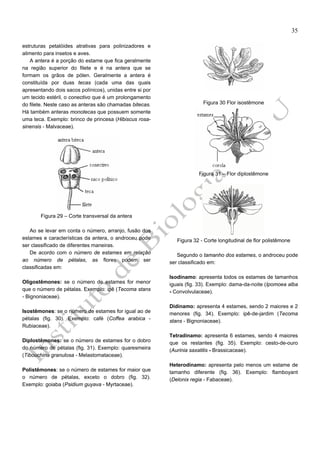 35
estruturas petalóides atrativas para polinizadores e
alimento para insetos e aves.
A antera é a porção do estame que fica geralmente
na região superior do filete e é na antera que se
formam os grãos de pólen. Geralmente a antera é
constituída por duas tecas (cada uma das quais
apresentando dois sacos polínicos), unidas entre si por
um tecido estéril, o conectivo que é um prolongamento
do filete. Neste caso as anteras são chamadas bitecas.
Há também anteras monotecas que possuem somente
uma teca. Exemplo: brinco de princesa (Hibiscus rosasinensis - Malvaceae).

Figura 30 Flor isostêmone

Figura 31 – Flor diplostêmone

Figura 29 – Corte transversal da antera
Ao se levar em conta o número, arranjo, fusão dos
estames e características da antera, o androceu pode
ser classificado de diferentes maneiras.
De acordo com o número de estames em relação
ao número de pétalas, as flores podem ser
classificadas em:
Oligostêmones: se o número de estames for menor
que o número de pétalas. Exemplo: ipê (Tecoma stans
- Bignoniaceae).
Isostêmones: se o número de estames for igual ao de
pétalas (fig. 30). Exemplo: café (Coffea arabica Rubiaceae).
Diplostêmones: se o número de estames for o dobro
do número de pétalas (fig. 31). Exemplo: quaresmeira
(Tibouchina granulosa - Melastomataceae).
Polistêmones: se o número de estames for maior que
o número de pétalas, exceto o dobro (fig. 32).
Exemplo: goiaba (Psidium guyava - Myrtaceae).

Figura 32 - Corte longitudinal de flor polistêmone
Segundo o tamanho dos estames, o androceu pode
ser classificado em:
Isodínamo: apresenta todos os estames de tamanhos
iguais (fig. 33). Exemplo: dama-da-noite (Ipomoea alba
- Convolvulaceae).
Didínamo: apresenta 4 estames, sendo 2 maiores e 2
menores (fig. 34). Exemplo: ipê-de-jardim (Tecoma
stans - Bignoniaceae).
Tetradínamo: apresenta 6 estames, sendo 4 maiores
que os restantes (fig. 35). Exemplo: cesto-de-ouro
(Aurinia saxatilis - Brassicaceae).
Heterodínamo: apresenta pelo menos um estame de
tamanho diferente (fig. 36). Exemplo: flamboyant
(Delonix regia - Fabaceae).

 