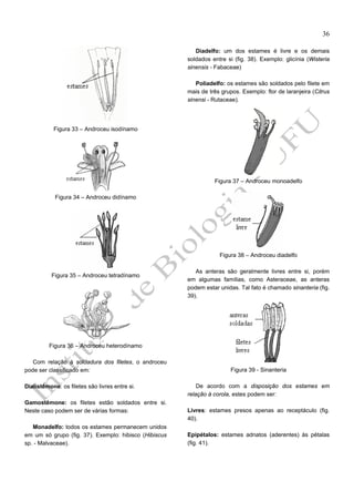 36
Diadelfo: um dos estames é livre e os demais
soldados entre si (fig. 38). Exemplo: glicínia (Wisteria
sinensis - Fabaceae)
Poliadelfo: os estames são soldados pelo filete em
mais de três grupos. Exemplo: flor de laranjeira (Citrus
sinensi - Rutaceae).

Figura 33 – Androceu isodínamo

Figura 37 – Androceu monoadelfo
Figura 34 – Androceu didínamo

Figura 38 – Androceu diadelfo

Figura 35 – Androceu tetradínamo

As anteras são geralmente livres entre si, porém
em algumas famílias, como Asteraceae, as anteras
podem estar unidas. Tal fato é chamado sinanteria (fig.
39).

Figura 36 – Androceu heterodínamo
Com relação à soldadura dos filetes, o androceu
pode ser classificado em:
Dialistêmone: os filetes são livres entre si.
Gamostêmone: os filetes estão soldados entre si.
Neste caso podem ser de várias formas:
Monadelfo: todos os estames permanecem unidos
em um só grupo (fig. 37). Exemplo: hibisco (Hibiscus
sp. - Malvaceae).

Figura 39 - Sinanteria
De acordo com a disposição dos estames em
relação à corola, estes podem ser:
Livres: estames presos apenas ao receptáculo (fig.
40).
Epipétalos: estames adnatos (aderentes) às pétalas
(fig. 41).

 
