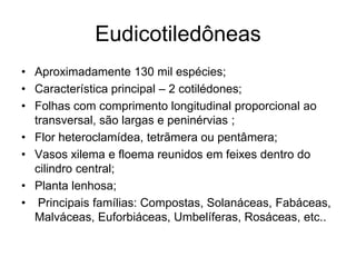 Eudicotiledôneas
• Aproximadamente 130 mil espécies;
• Característica principal – 2 cotilédones;
• Folhas com comprimento longitudinal proporcional ao
  transversal, são largas e peninérvias ;
• Flor heteroclamídea, tetrãmera ou pentâmera;
• Vasos xilema e floema reunidos em feixes dentro do
  cilindro central;
• Planta lenhosa;
• Principais famílias: Compostas, Solanáceas, Fabáceas,
  Malváceas, Euforbiáceas, Umbelíferas, Rosáceas, etc..
 